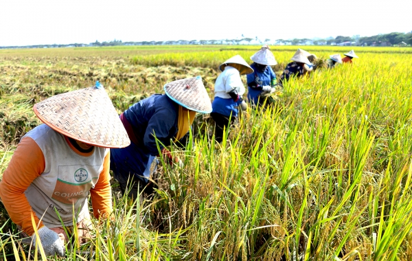 Panen Padi Pada Lahan Demplot Ujicoba Aplikasi NPK Multinutrient PIM Berikan Hasil Yang Maksimal